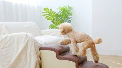 슬개골 탈구 STOP! 🐾 댕댕이 관절 지킴이 계단, 지금 사면 핵이득?! 🐶